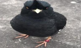 八哥最新爆料视频大全,揭秘娱乐圈幕后真相